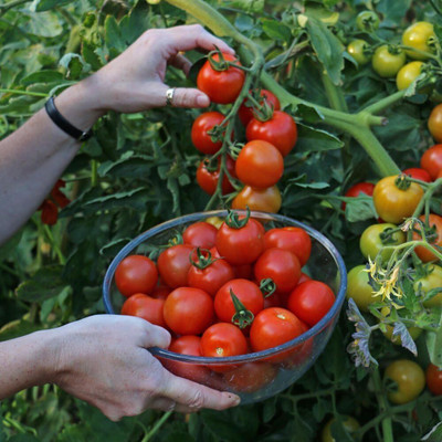 ActrovaX Grow Your Own Mountain Magic Tomatoes F1 Hybrid [500 Seeds] Seed(500 per packet)