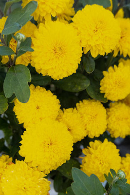 HYBRID CUCUMBER SEEDS marigold,gende ka phool seeds Seed(22 per packet)