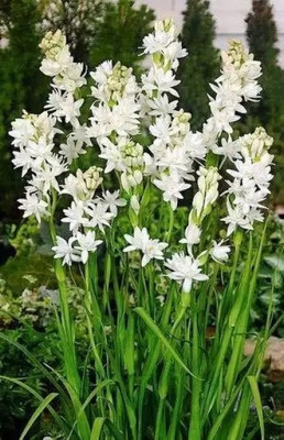 BDSresolve Tuberose flower bulbs/Rajanigandha flower bulbs for plant Seed(10 per packet)