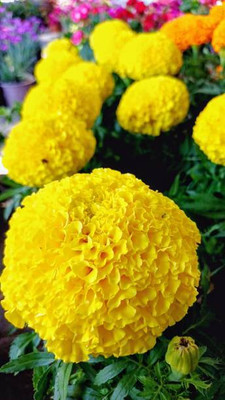 SHUBH LAXMI marigold/gende ka phool flower seeds Seed(75 per packet)