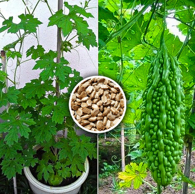 Seedsilk Store Bitter Gourd Seeds For Gardening Outside And Terrace Seed(20 per packet)