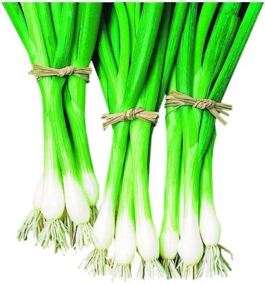 CYBEXIS GBPUT-78 - Warrior Bunching Green Onion - (13500 Seeds) Seed(13500 per packet)