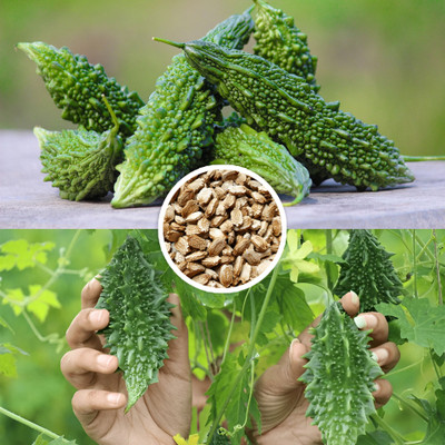 Seedsilk Store Small Bitter Gourd Seed(20 per packet)