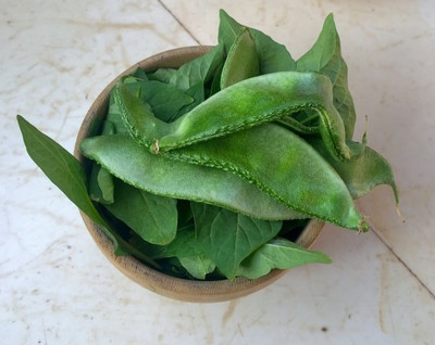 JAYANTAHALDER BROAD BEANS, SIM, HYBRID SIM Seed(55 per packet)