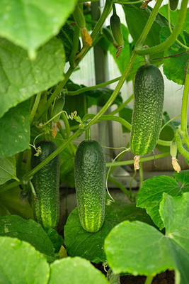 AFARTIOBINA 28 PCS CUCUMBER SEEDS Seed(28 per packet)