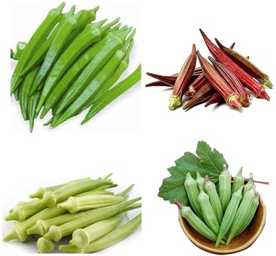 Qualtivate PUAS-6A Organic Green, White, Red, Throne, Fresh Okra Seeds Seed(350 per packet)