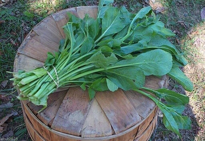 WILLVINE VMR -XI Chinese Broccoli Gai Lan,Brassica Alboglabra [25g] Seed(7500 per packet)