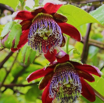 SHYAM Red passion flower Plant Seed(1 per packet)