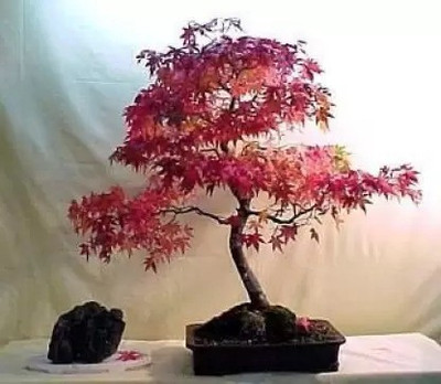 MAA Maple Seed(15 per packet)