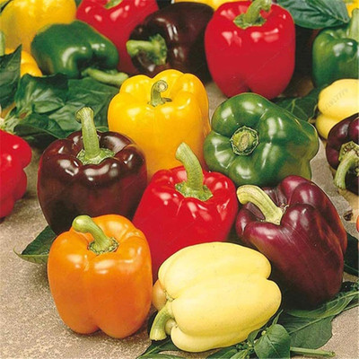 CYBEXIS Hybrid Mix Capsicum Seeds600 Seeds Seed(600 per packet)