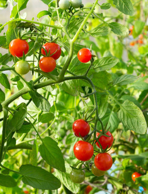 WINR tomato Seed(130 per packet)