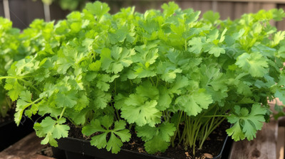 AMAJIT Hybrid F1 Coriander, Dhaniya Planting Seed Seed(70 per packet)