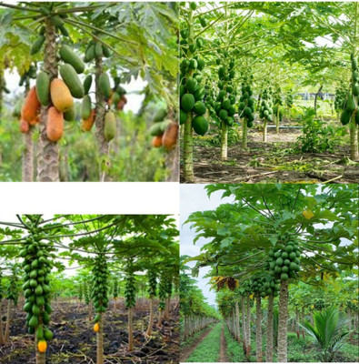 sbains Hybrid Papaya Seeds no of seeds 110 Seed(110 per packet)