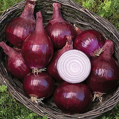 Qualtivate DXL-2AT Red Baron Onion Non GMO Seed(500 per packet)