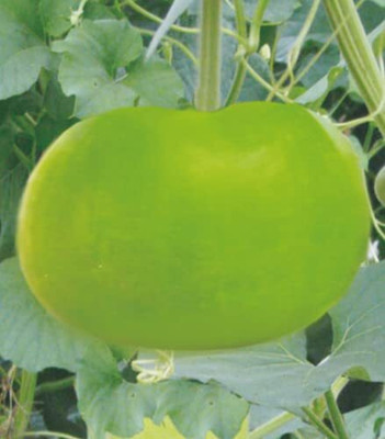 Qualtivate ICRA-8A Round Bottle Gourd (Lauki) Seed(50 per packet)