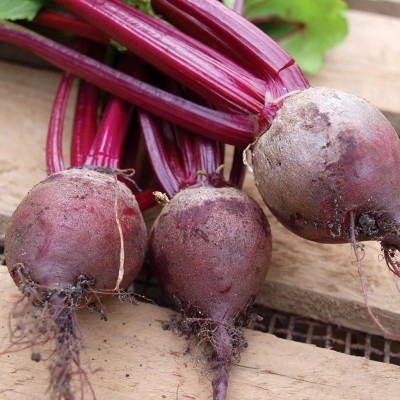 MYLAWN Blood Turnip Mangel Beetroot Garden Seed(100 per packet)