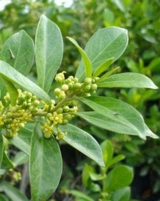 WILLVINE ATS-69 Sarva Sughandhi Dwarf ' Allspice Seed(100 per packet)