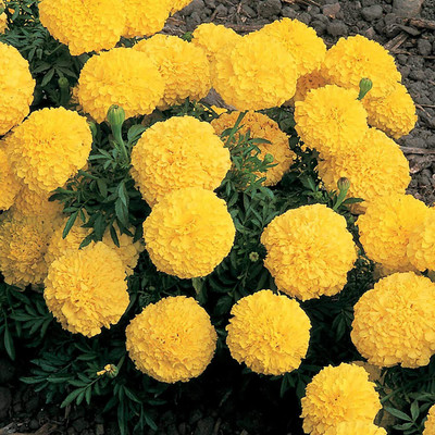 WILLVINE LX-447 Marigold Seeds - Inca II Seed(500 per packet)
