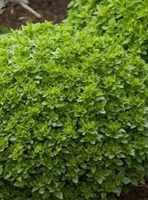 WILLVINE XLR-8 Little-Leafed Fino Verde Basil Seed(2000 per packet)