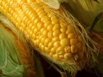 VibeX PAU-96 - Sugar Sweet Corn - (2250 Seeds) Seed(2250 per packet)