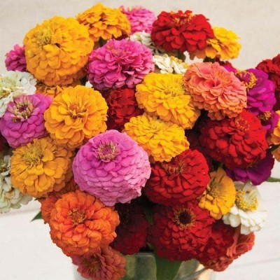 Quentova ZINNIA - Flower Mix-RJ-7R Seed(100 per packet)