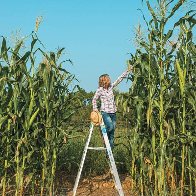 Qualtivate ICRA-3A Yellow Dent Corn Kernels Grain Seed(400 per packet)