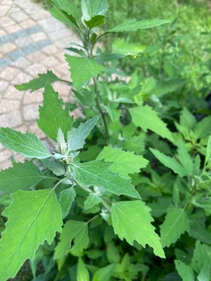 ITTUMM Spinach, Tree Bathua (Chenopodium giganteum) Seed(500 per packet)