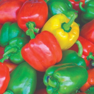 VASUDHA Mixed शिमला मिर्च Capsicum/Shimla Mirch Seed(800 per packet)