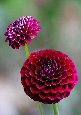 GREENSEA Dahlia mixed Flower Seed(20 per packet)