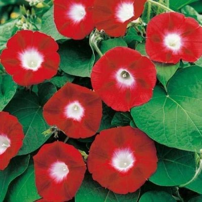 ACCELCROP Morning Glory Flower Seeds For Kitchen Gardening Seed(100 per packet)
