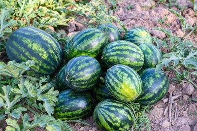 CRGO WATERMELON TARBUJ Seed(25 per packet)