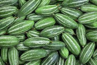 BDSresolve parwal vegetable seeds, pointed gourd seeds, parwal potol seeds Seed(26 per packet)