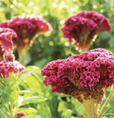 Aywal Celosia Cockscomb Seed(40 per packet)