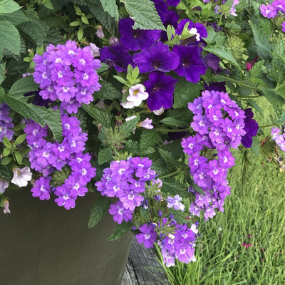 Lorvox trailing verbena Seed(25 per packet)