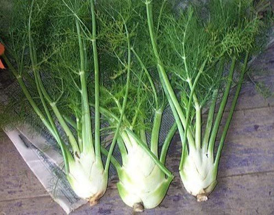CYBEXIS VVI-55 - Florence Fennel - (2250 Seeds) Seed(2250 per packet)