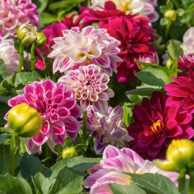 JAYANTAHALDER DAHLIA 50 SEED PER PAKET Seed(50 per packet)