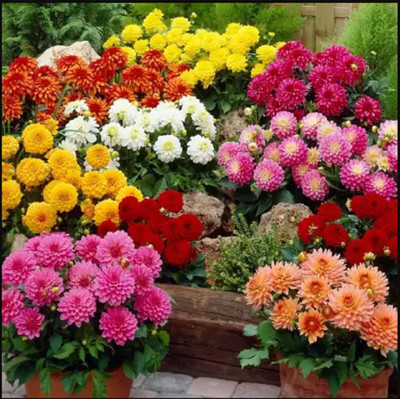 STYA SONS DAHLIA Seed(35 per packet)