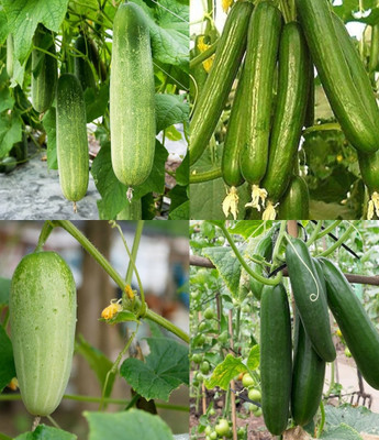 ibains Vegetable seeds cucumber Kakari sosa seeds beej 40 Seed(40 per packet)