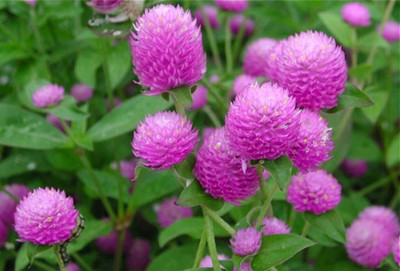 Quentova Amaranth, globe amaranth (Gomphrena)-LTK-2V Seed(60 per packet)