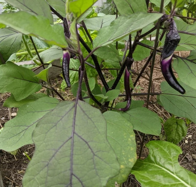 Quentova Brinjal-TKK Seed(500 per packet)