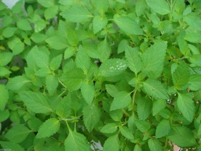 VibeX VVI-38 - Vietnamese Lemon Mint - (150 Seeds) Seed(150 per packet)