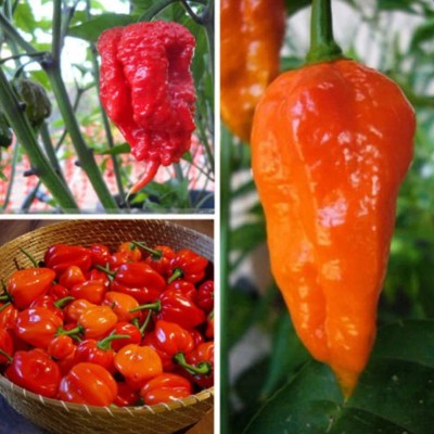 CYBEXIS Rare Carolina Reaper Chilli Pepper Seeds1200 Seeds Seed(1200 per packet)