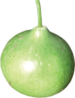 CYBEXIS NBIR-76 - Lagenaria Siceraria Large Round Bottle Gourd - (900 Seeds) Seed(900 per packet)