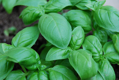 CYBEXIS PUAS-60 - Sweet Basil Genovese - (4500 Seeds) Seed(4500 per packet)