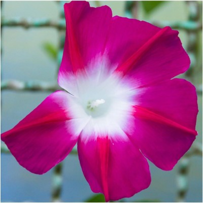 Biosnyg ROX-37 Scarlet O' Hara Morning Glory (Ipomoea nil)-[200 Seeds] Seed(200 per packet)