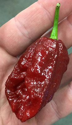 KNESSiN Chocolate Bhutlah Hot Pepper Seeds For Kitchen Gardening-(2400 Seeds) Seed(2400 per packet)