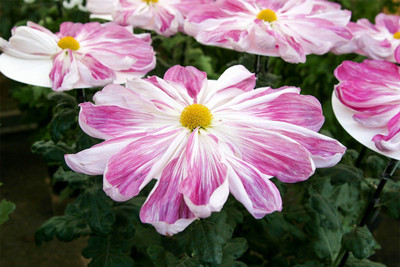 XOLDA Exotic chrysanthemum Seed(25 per packet)