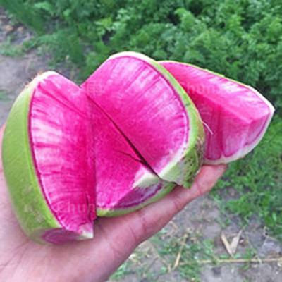 CYBEXIS Vegetable Radish Seeds 2400 Seeds Seed(2400 per packet)
