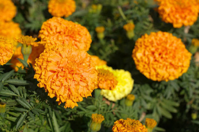 AZOLLA marigold/gende ka phool flower seeds Seed(50 per packet)