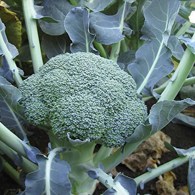 VibeX LX-81 - Broccoli Green F1 Hybrid Imported - (150 Seeds) Seed(150 per packet)